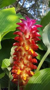 Vibrant red and yellow exotic flower with lush green leaves, perfect for collector plants