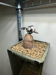 Operculicarya Pachypus Root Cutting