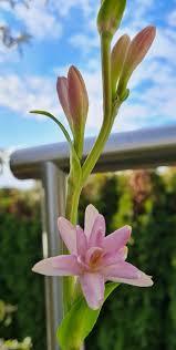 Pink flower blooming on succulent plant against blue sky, ideal for collectors