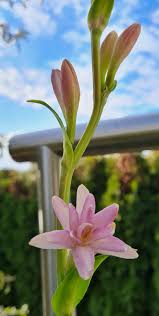 Polianthes Tuberose Pink Sapphire