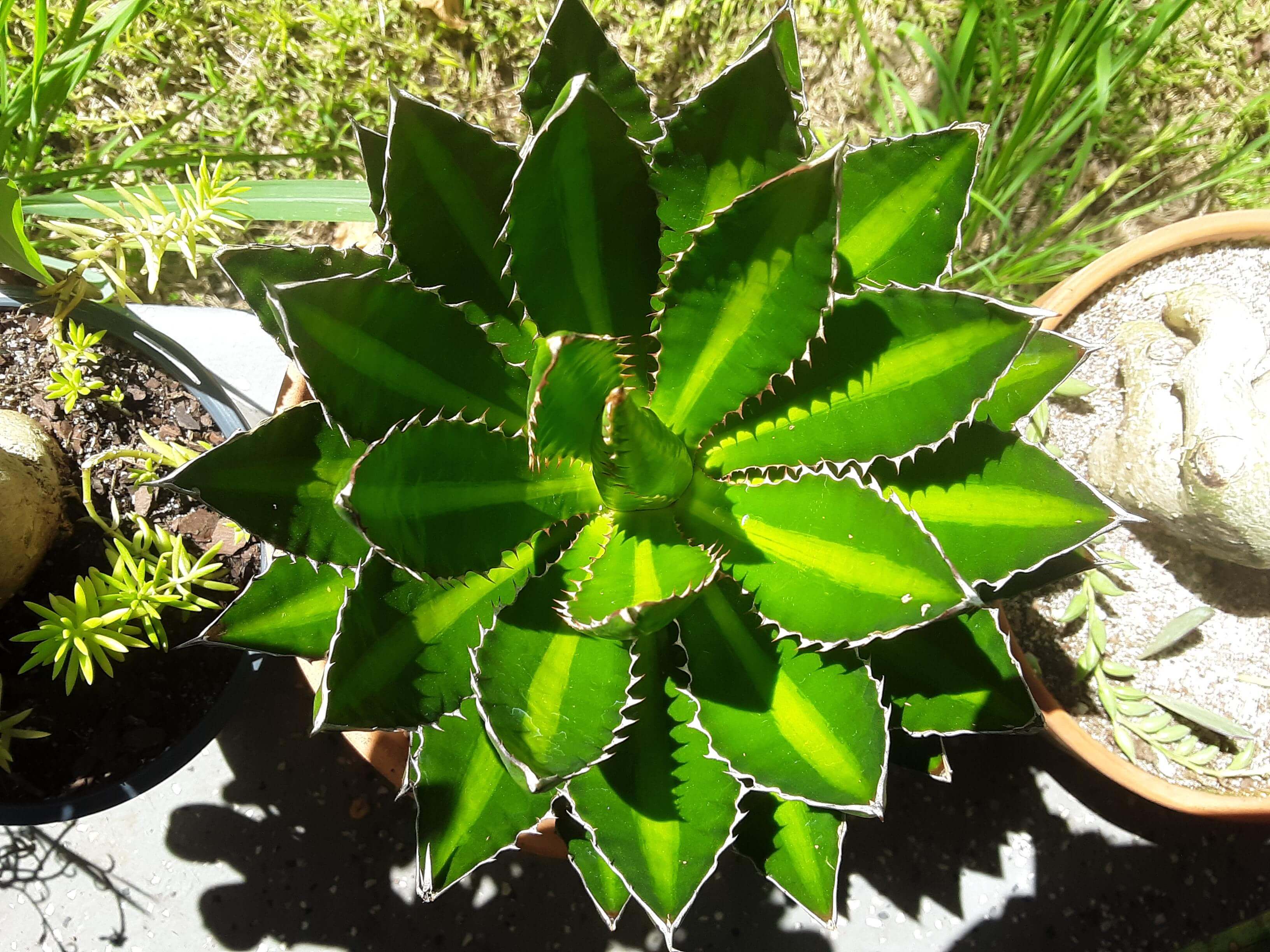 Agave Lophantha Splendida