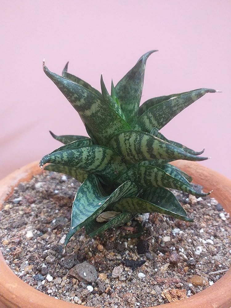 Sansevieria Manee Tower Hybrid