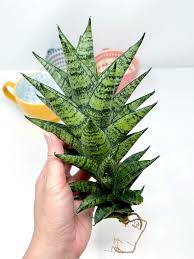 Sansevieria Manee Tower Hybrid