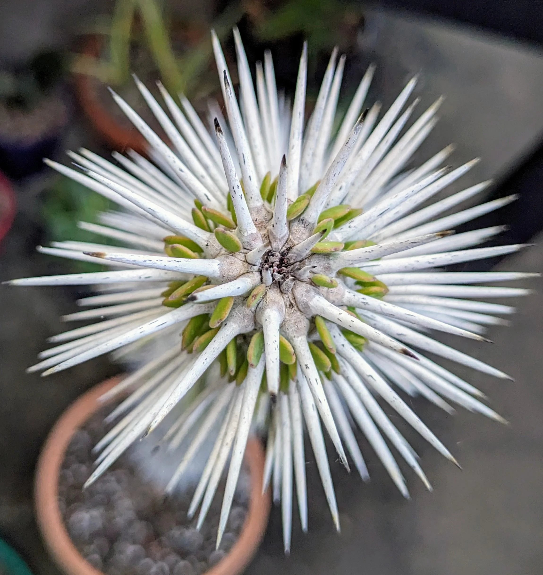 Alluaudia montagnacii