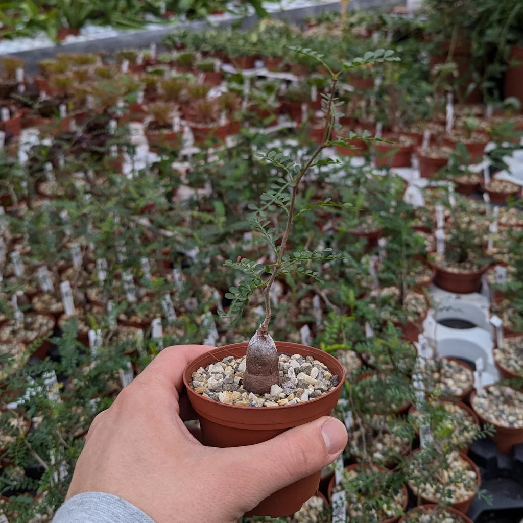 Operculicarya Pachypus Root Cutting