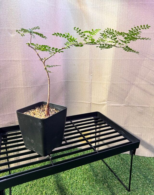 Operculicarya Pachypus