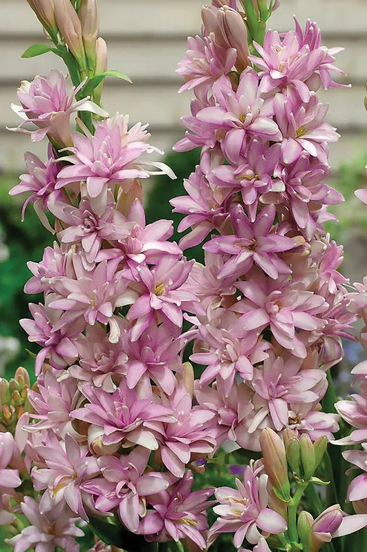 Pink flowering agave blooms with delicate petals and green stems