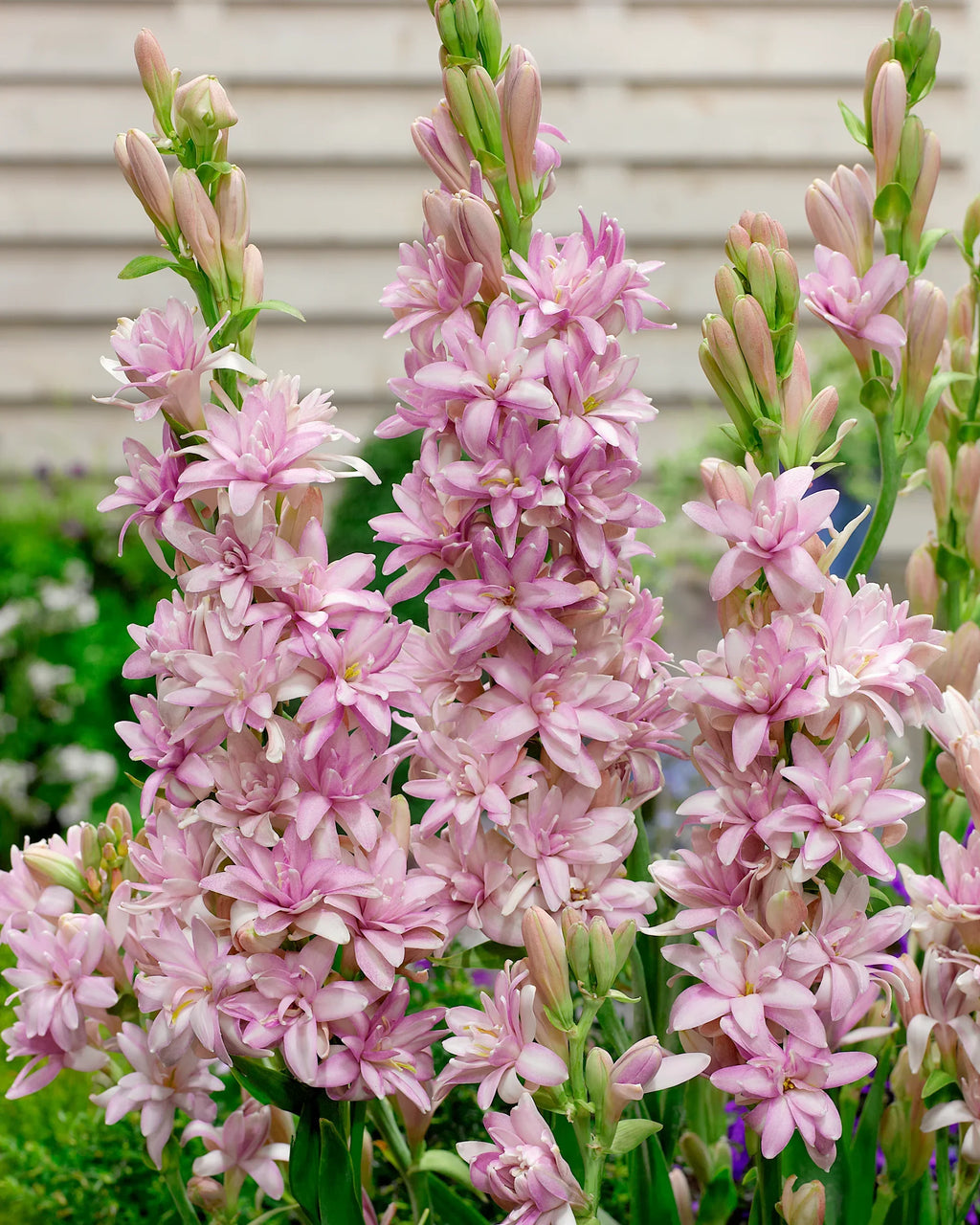 Pink flowering plant with tall stems and delicate blooms, perfect for garden enthusiasts.