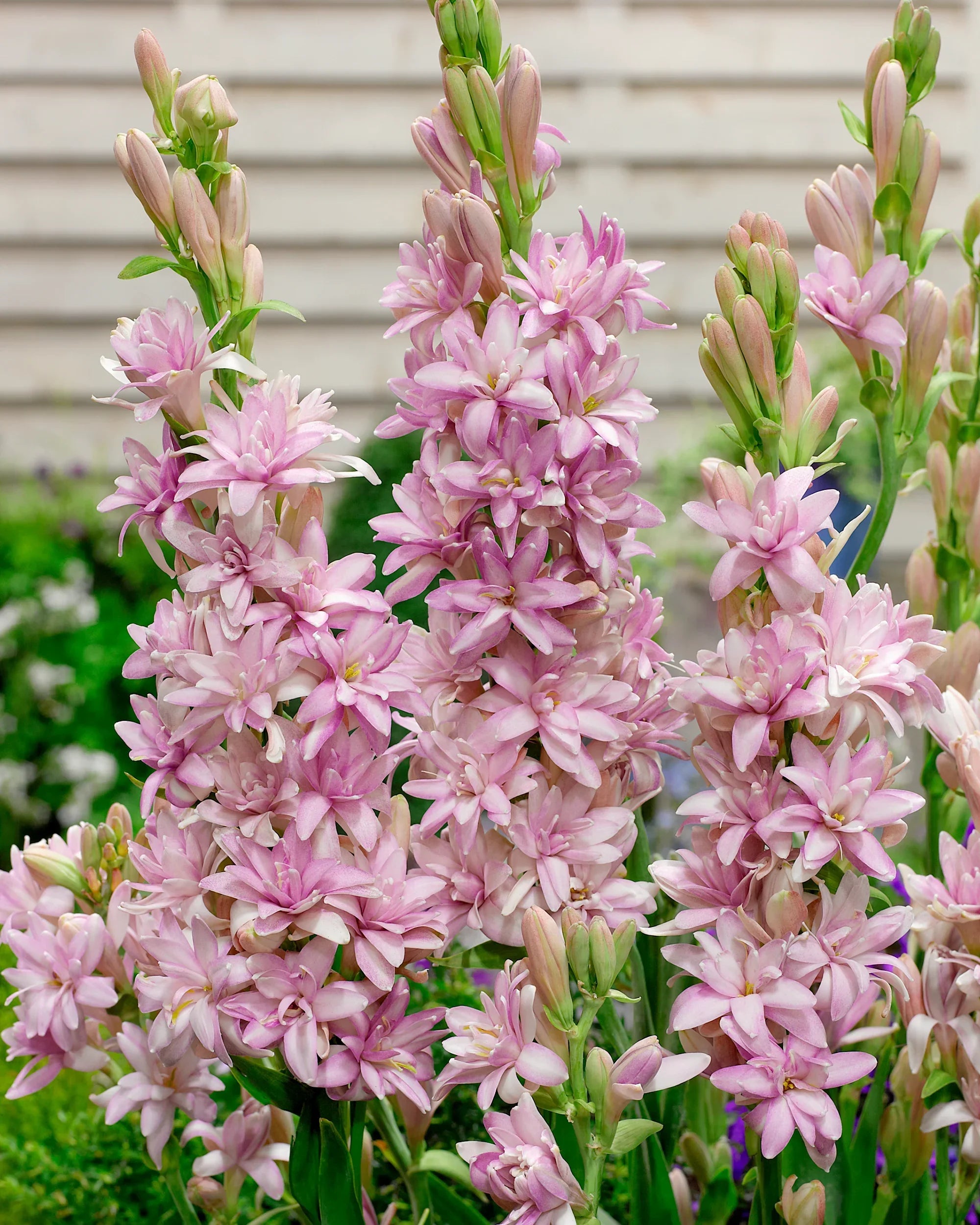 Pink flowering plant with tall stems and delicate blooms, perfect for garden enthusiasts.