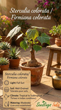 Sterculia Colorata Firmiana Colorata