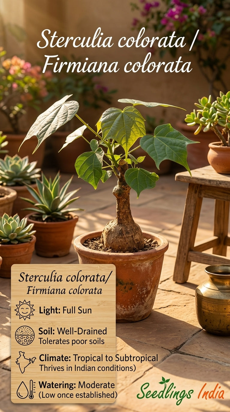 Sterculia Colorata Firmiana Colorata
