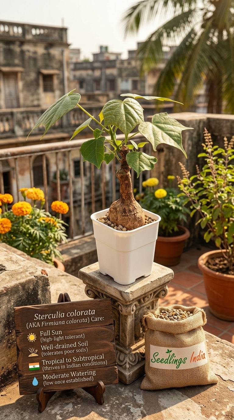 Sterculia Colorata Firmiana Colorata