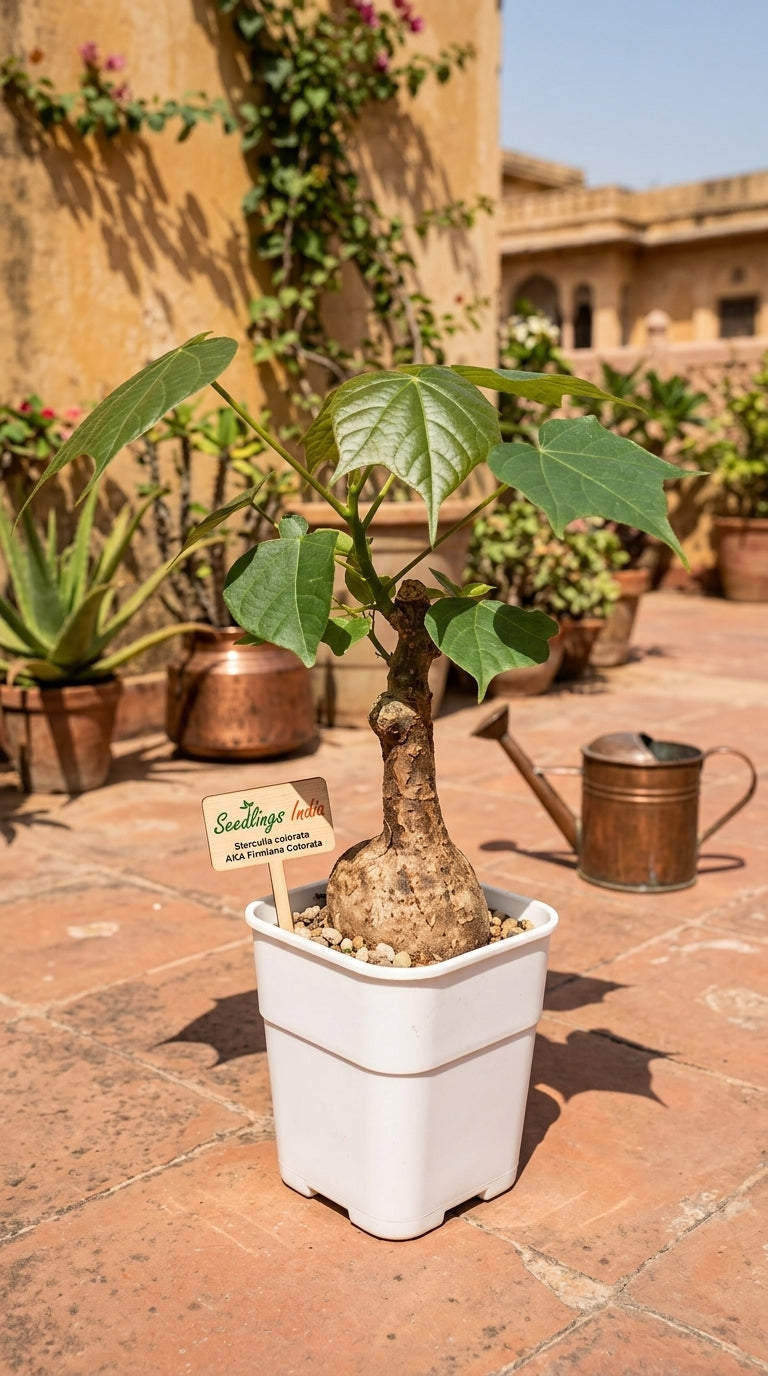 Sterculia Colorata Firmiana Colorata