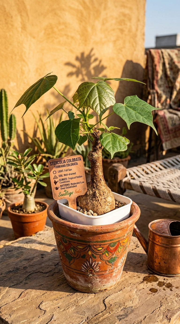 Sterculia Colorata Firmiana Colorata