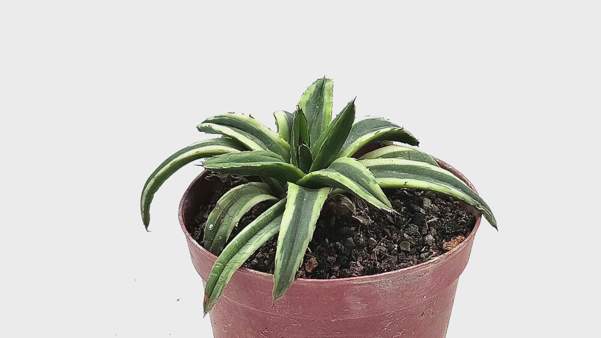 Agave Victoriae Reginae cv Thunder and Lightning