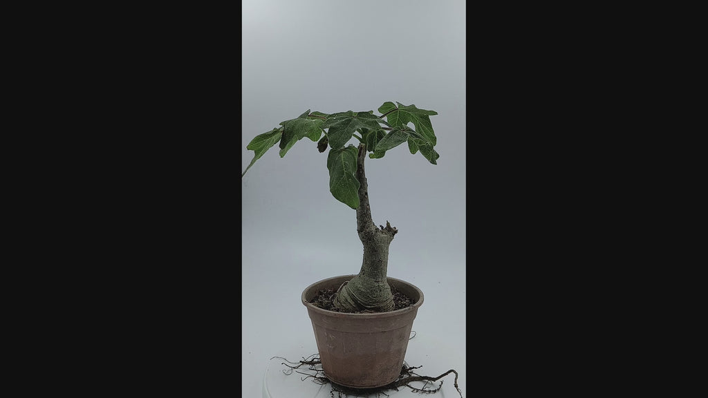 Uncarina Grandidieri