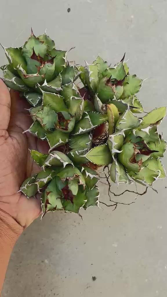 Agave Titanota No.1