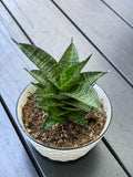Sansevieria Manee Tower Hybrid