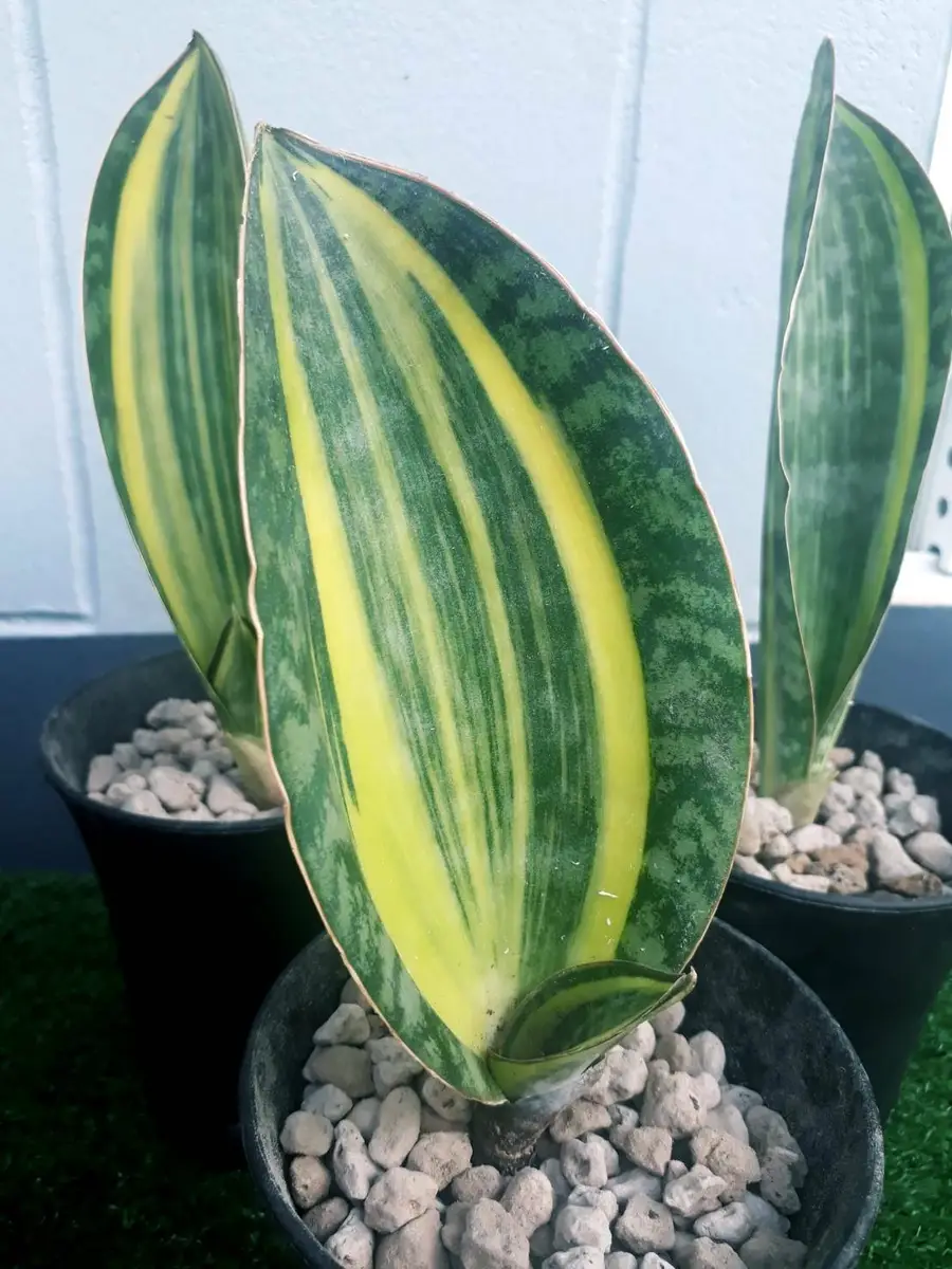 Sansevieria Masoniana Variegated