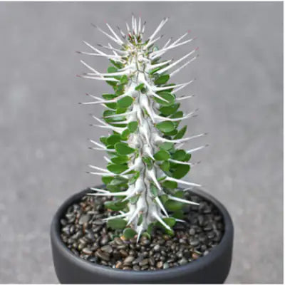 Variegated succulent with white spines in black pot, ideal for collectors