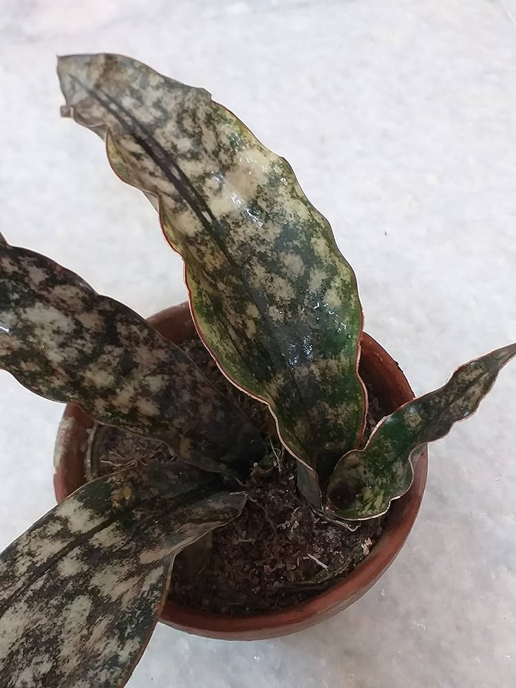 Sansevieria Kirkii Coppertone