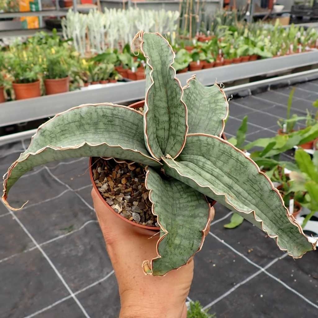 Sansevieria Kirkii