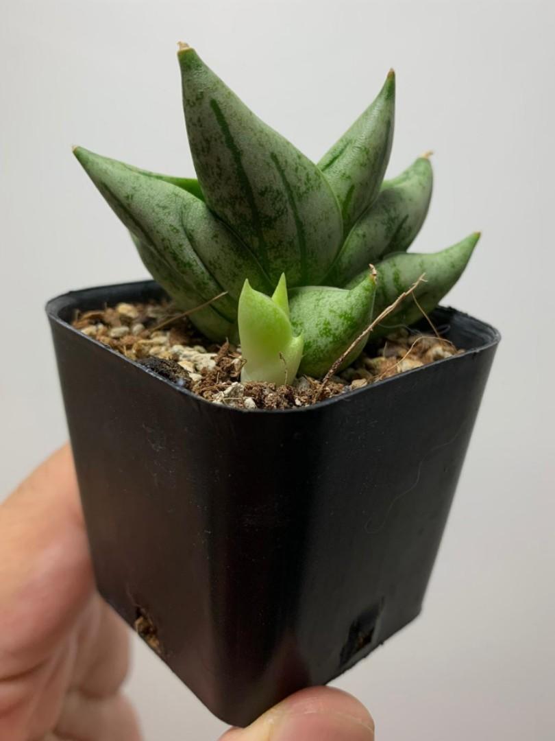 Sansevieria Boncel Mini