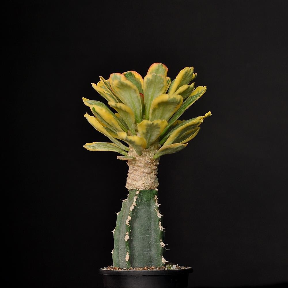 Euphorbia Poissonii Variegated on Graft