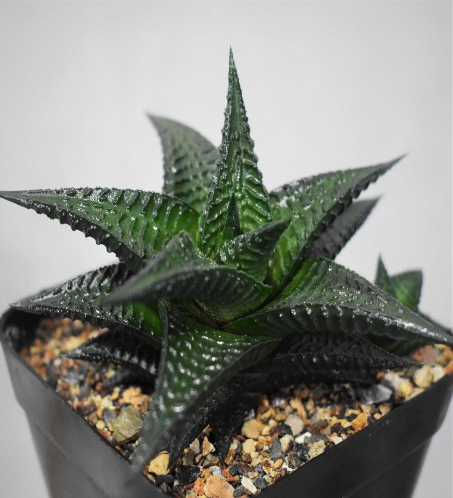Haworthia Limifolia Nigra