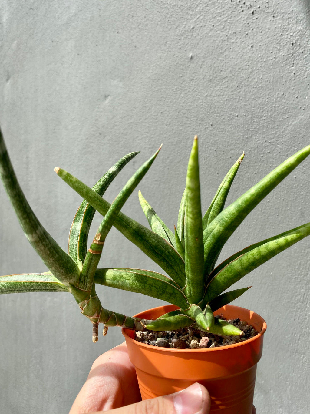 Sansevieria Ballyi