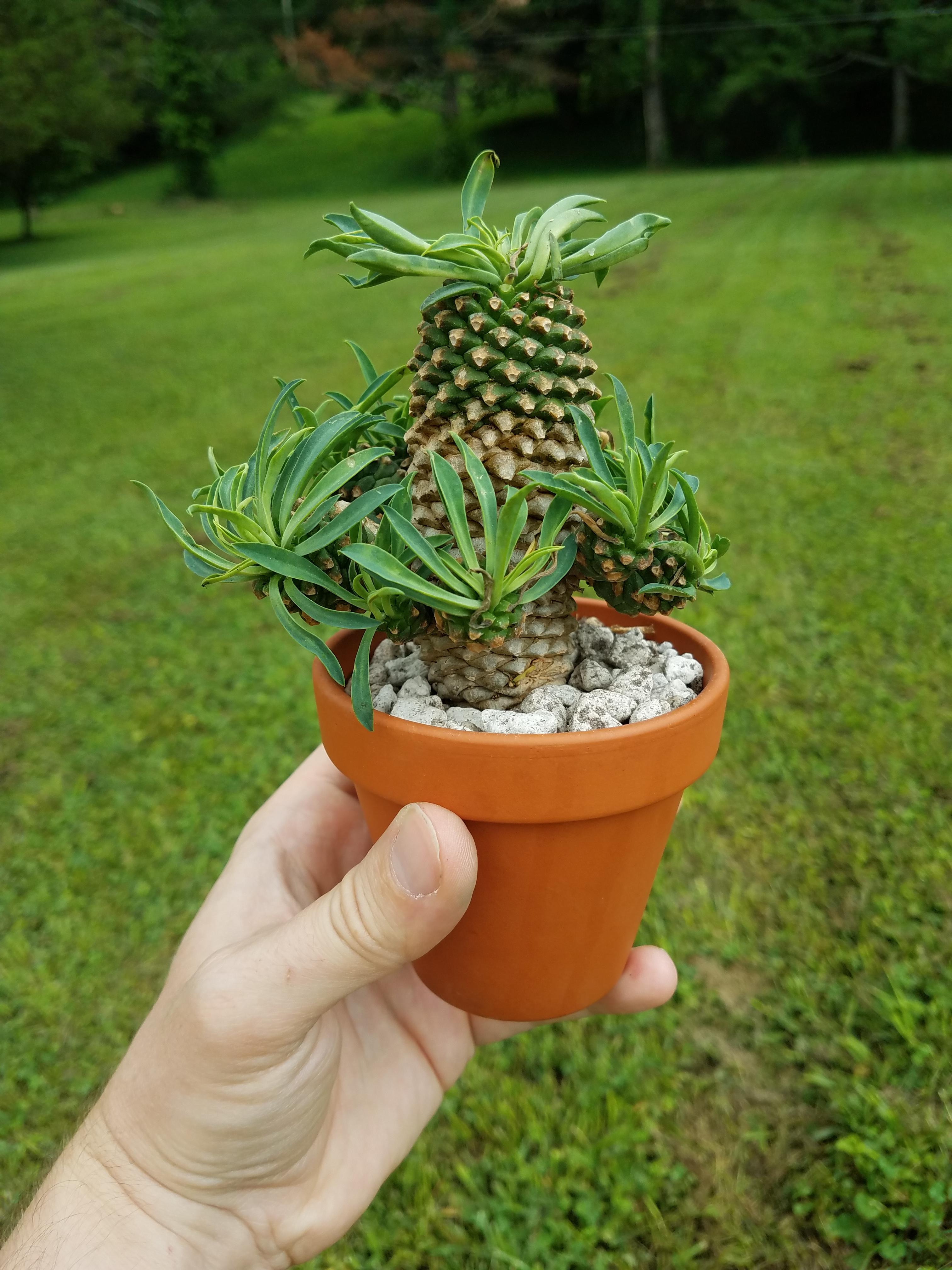 Euphorbia Sotetsu Kirin