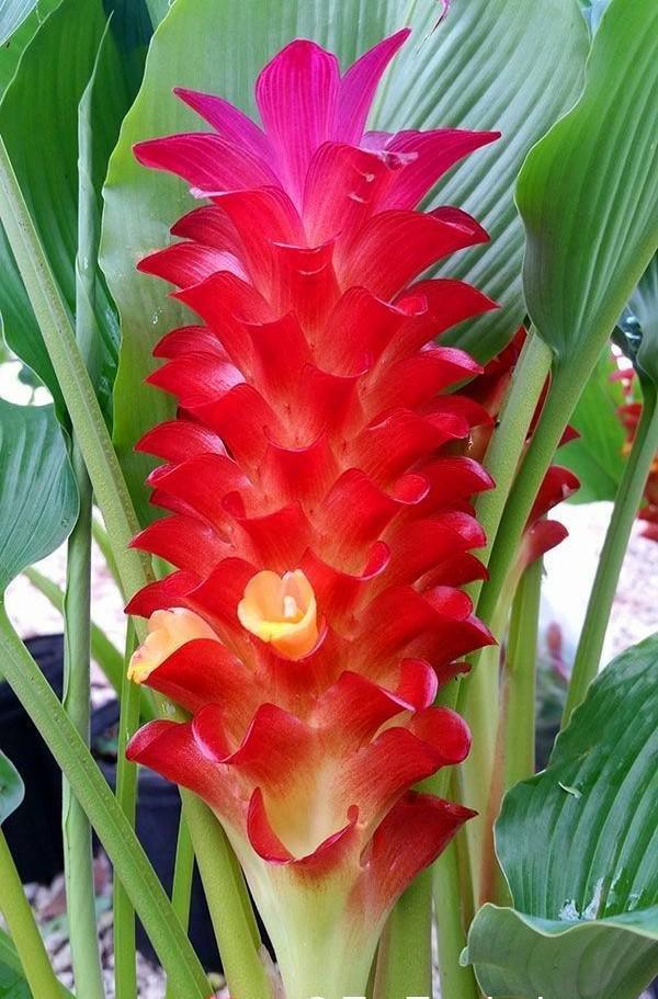 Vibrant red turmeric flower with lush green leaves, showcasing exotic plant beauty