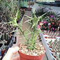Euphorbia Stenoclada