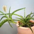 Sansevieria Ballyi