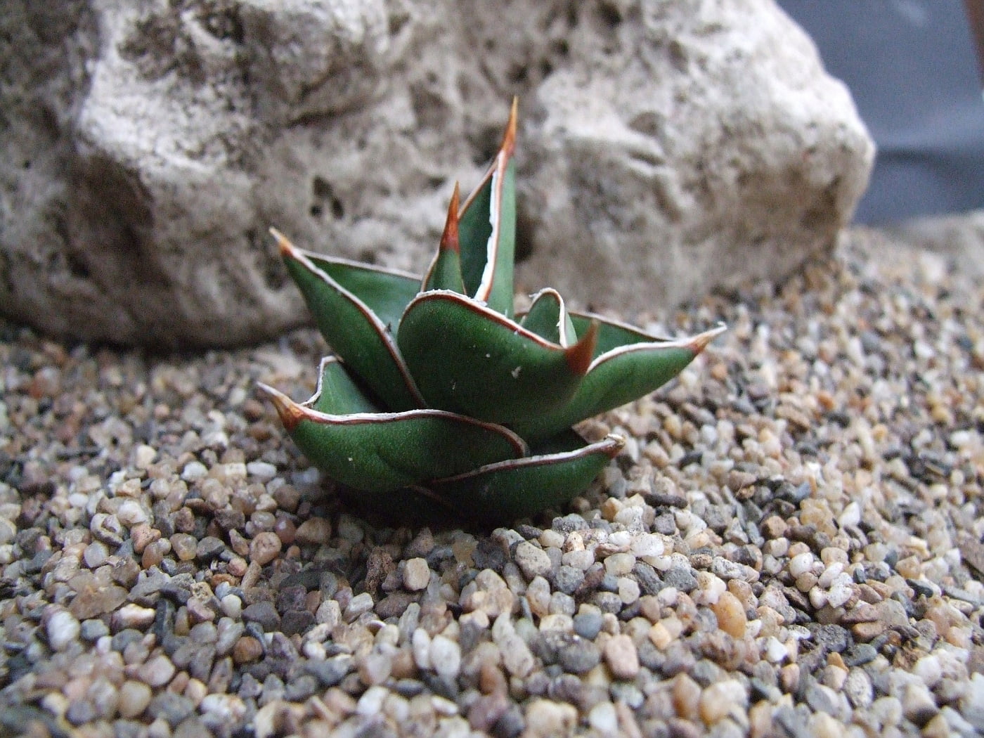 専用　Sansevieria pinguicula Longifoli Sansevieria pinguicula 'dagger