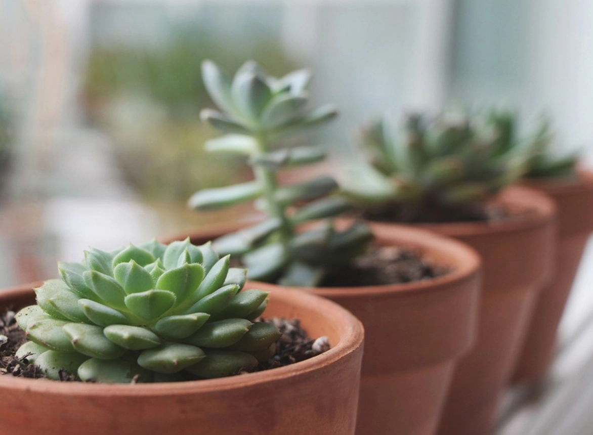 5 Air-Purifying Plants You Need