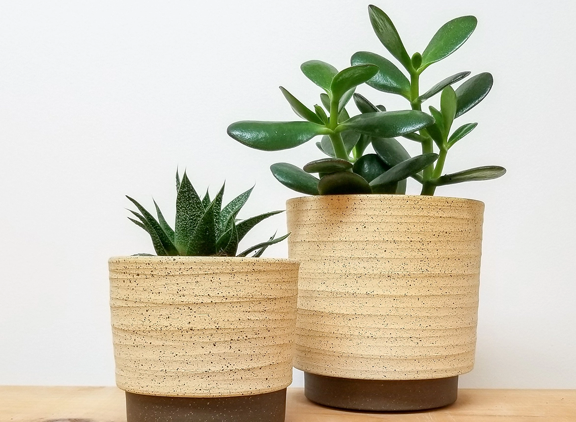 Transform Your Space with These Easy-to-Grow Plants