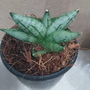Seedlings India Sansevieria Boncel mini