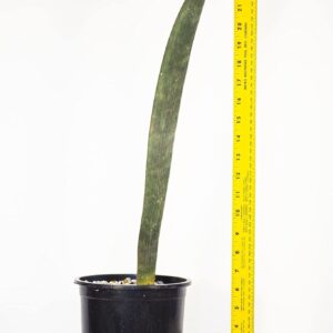 Seedlings India Sansevieria Hallii