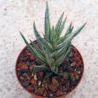 Seedlings India Sansevieria Francisii Variegated