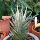 Seedlings India Sansevieria Francisii Variegated