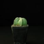 Astrophytum myriostigma nudum