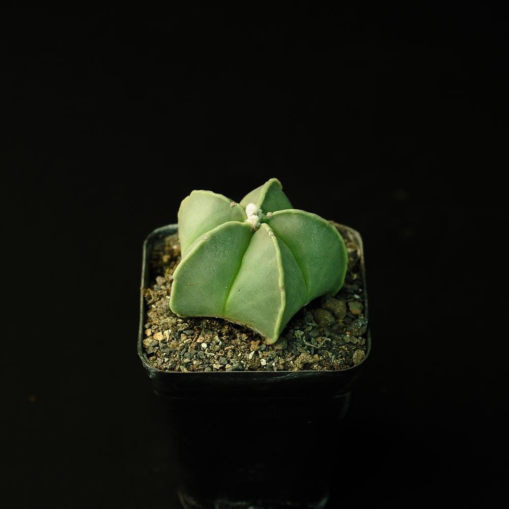 Astrophytum myriostigma nudum