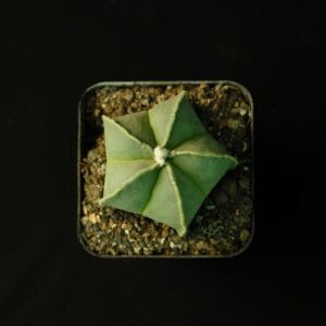 Astrophytum myriostigma nudum