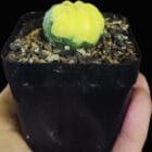 Astrophytum Asteria Variegated