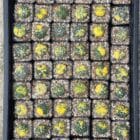 Astrophytum Asteria Variegated