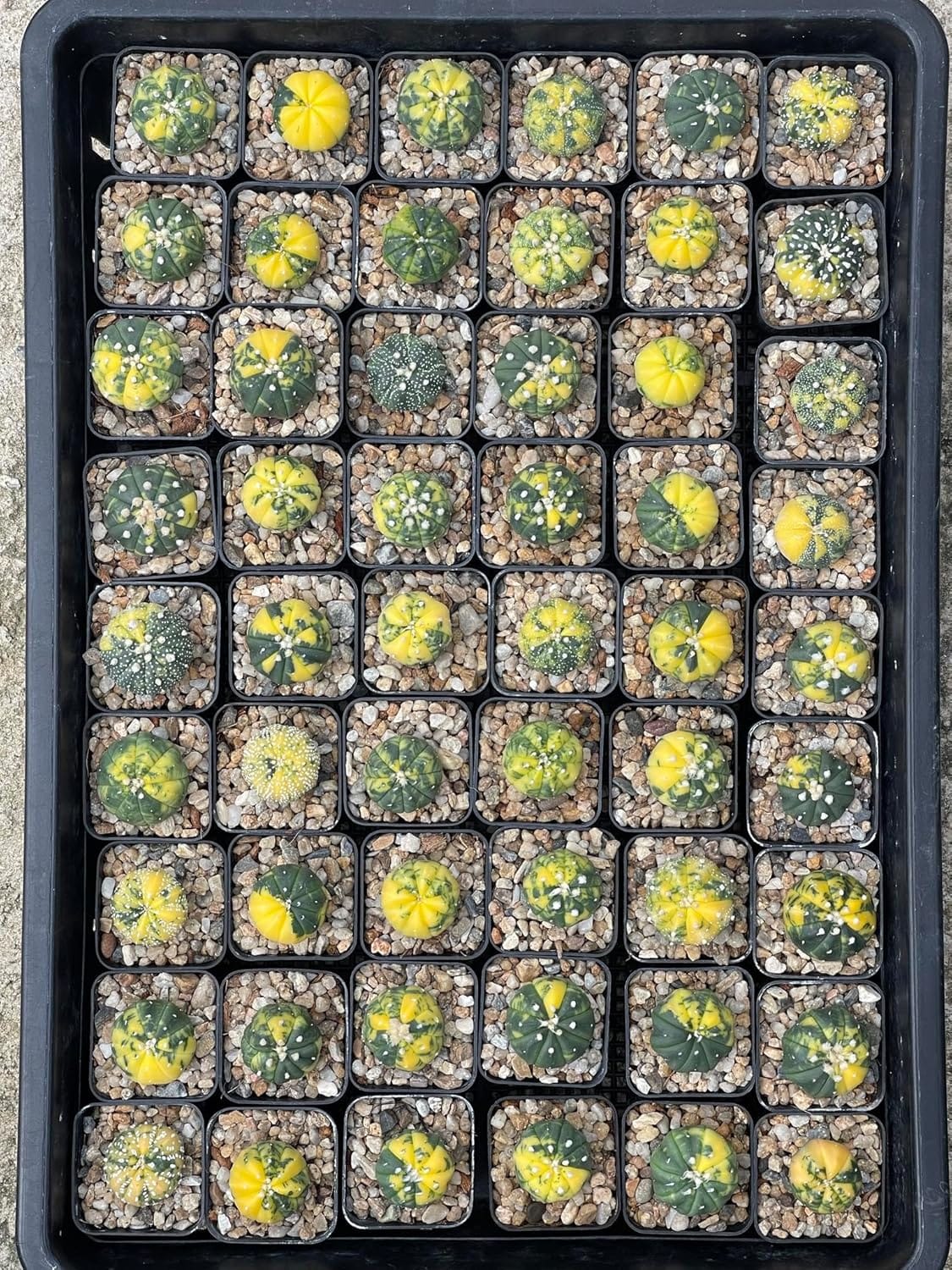 Astrophytum Asteria Variegated