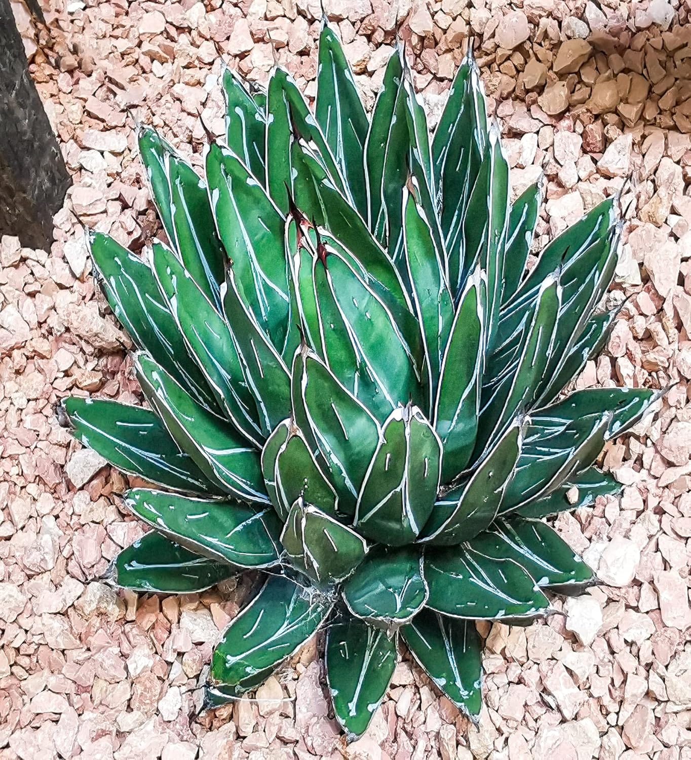 アガベ Agave victoriae-reginae 'Hyouzan' 231 Agave Victoriae Reginae