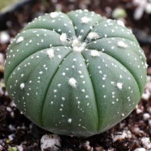 Astrophytum asterias