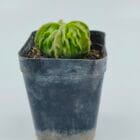 Astrophytum myriostigma nudum fukuryu